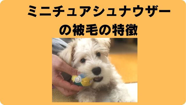 ミニチュアシュナウザー の抜け毛