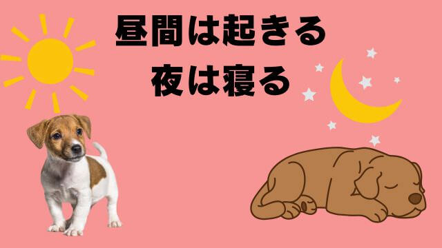 老犬の睡眠時間