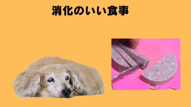 老犬の睡眠時間