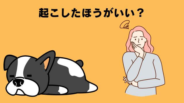 老犬の睡眠時間