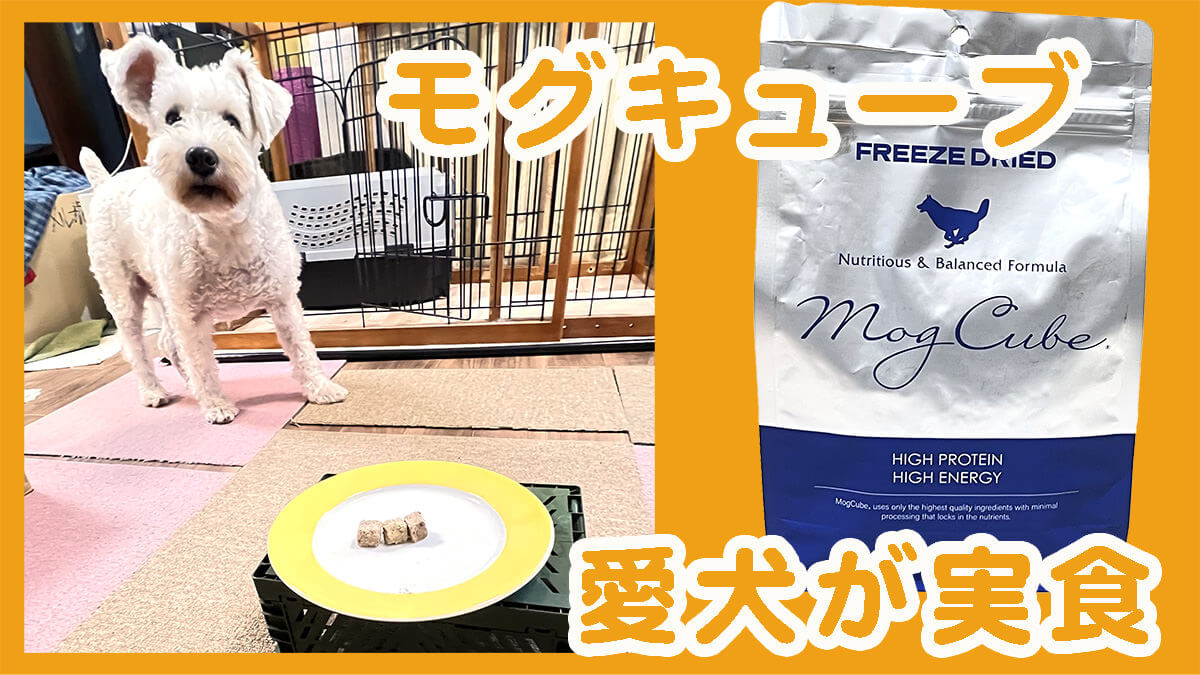 モグキューブ