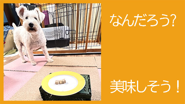 モグキューブ