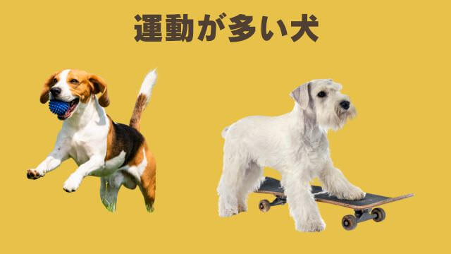 モグワンとカナガンチキン