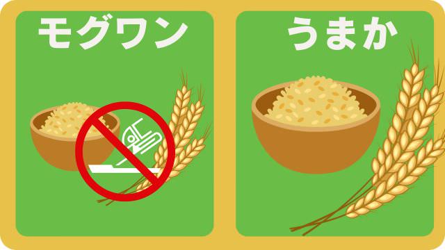 モグワンドッグフードとうまか
