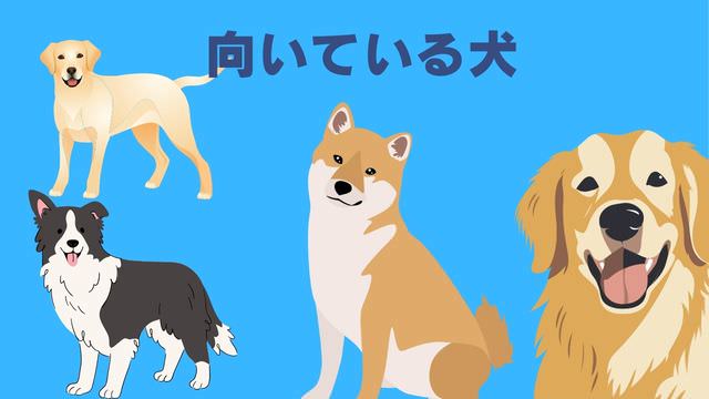 ネルソンズドッグフード