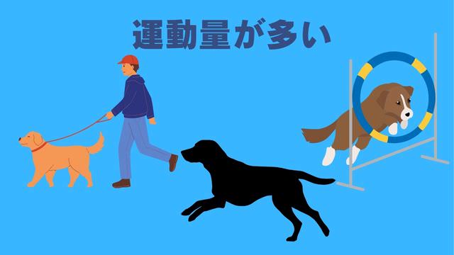 ネルソンズドッグフード