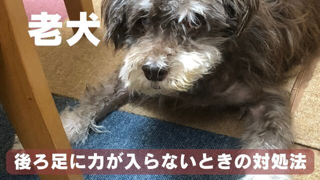 老犬が後ろ足に力が入らない