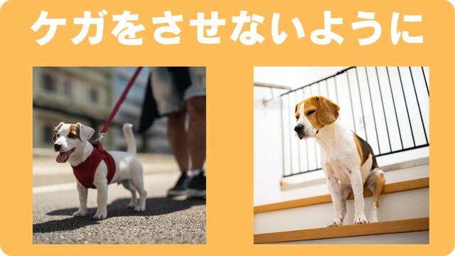 老犬が後ろ足に力が入らない