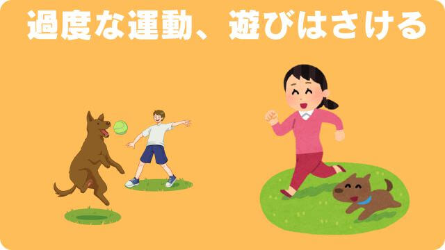 老犬が後ろ足に力が入らない