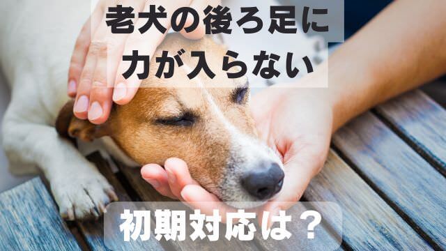 老犬が後ろ足に力が入らない