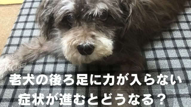 老犬が後ろ足に力が入らない