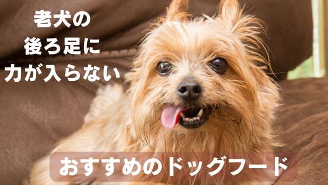 老犬が後ろ足に力が入らない