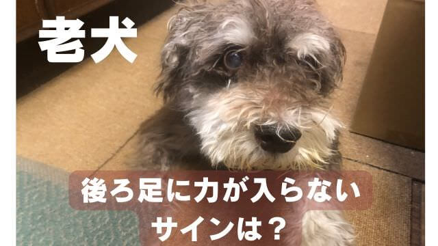 老犬が後ろ足に力が入らない