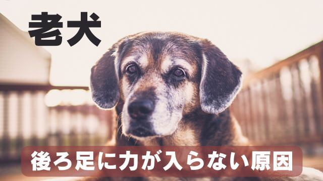 老犬が後ろ足に力が入らない
