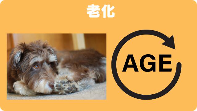 老犬が後ろ足に力が入らない