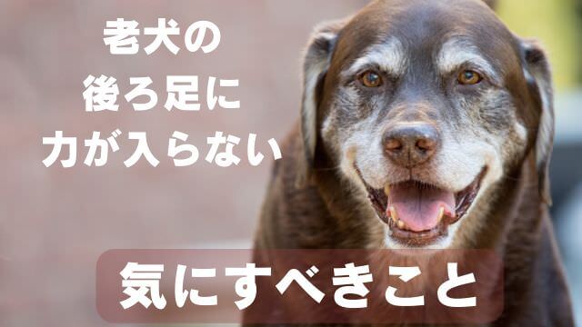 老犬が後ろ足に力が入らない