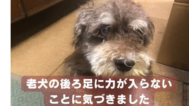 老犬が後ろ足に力が入らない