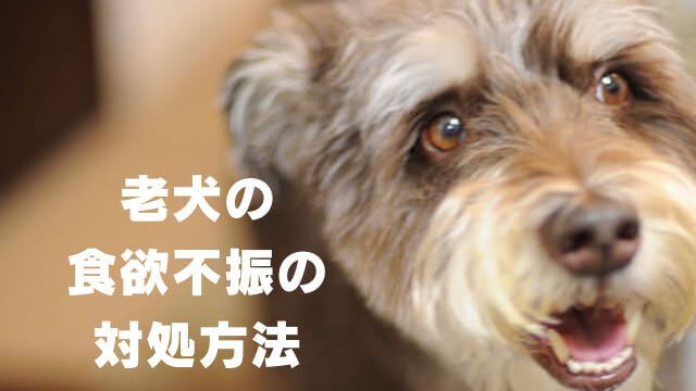 老犬の食欲不振