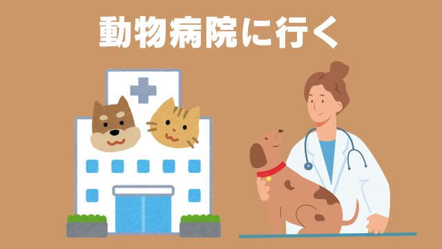 老犬の食欲不振