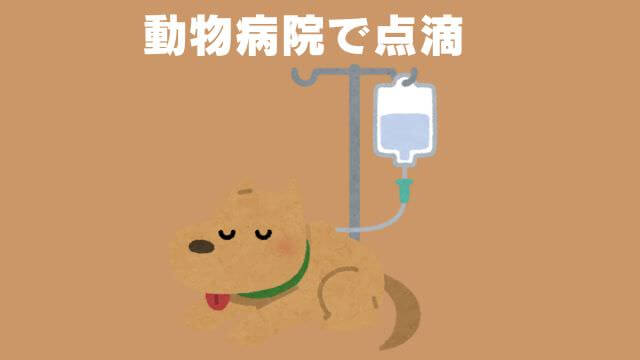 老犬が食欲不振