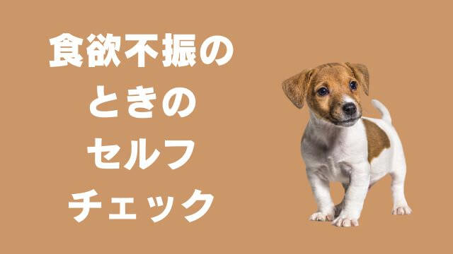 老犬が食欲不振