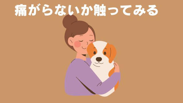 老犬が食欲不振