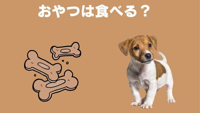 老犬が食欲不振