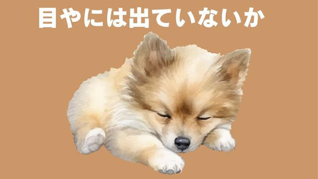 老犬が食欲不振