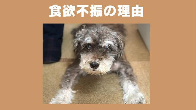 老犬が食欲不振