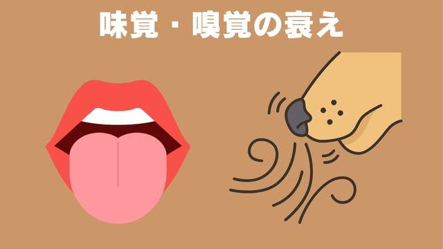 老犬が食欲不振