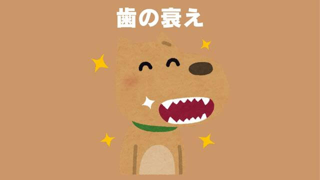 老犬が食欲不振