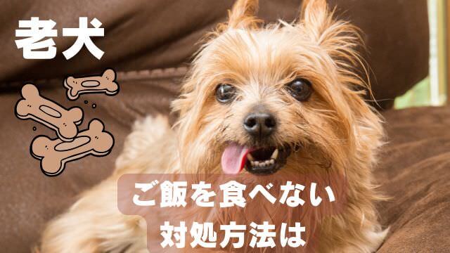 老犬ご飯食べないおやつは食べる