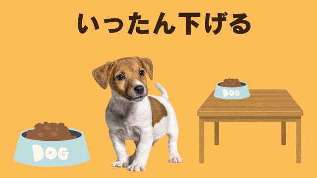 老犬ご飯食べないおやつは食べる