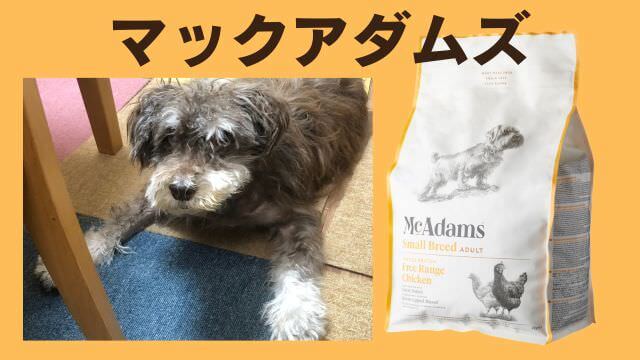 老犬ご飯食べないおやつは食べる