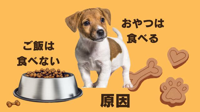 老犬ご飯食べないおやつは食べる