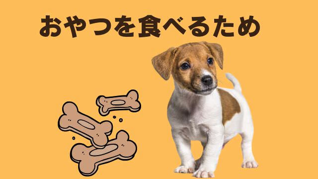 老犬ご飯食べないおやつは食べる