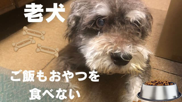 老犬ご飯食べないおやつは食べる