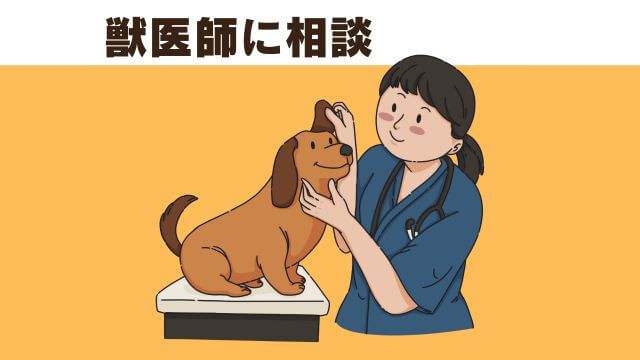 老犬ご飯食べないおやつは食べる