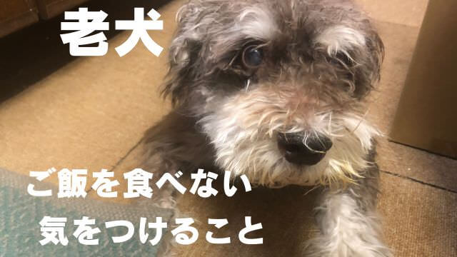 老犬ご飯食べない