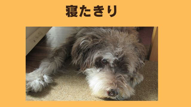 老犬ご飯食べないおやつは食べる