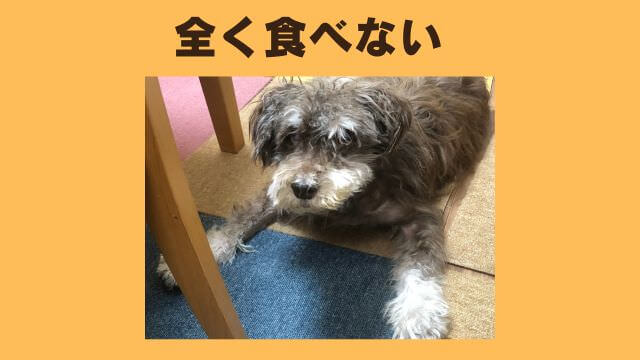 老犬ご飯食べないおやつは食べる