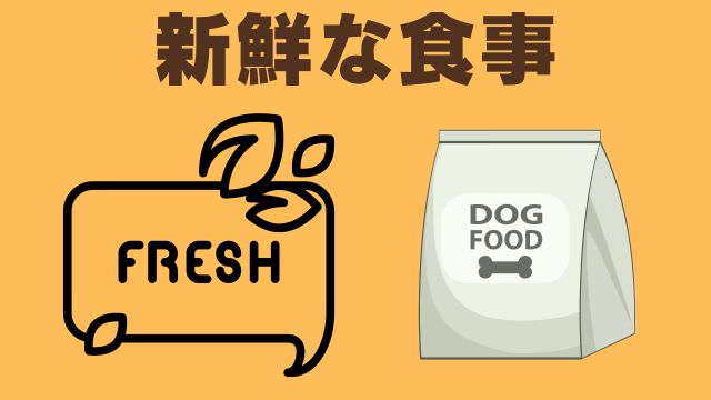 老犬が食欲がない