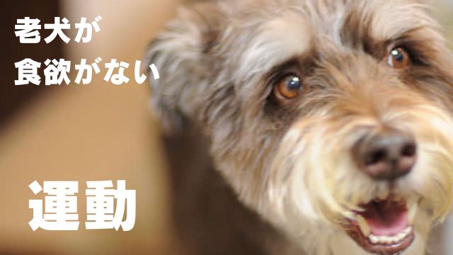 老犬が食欲がない