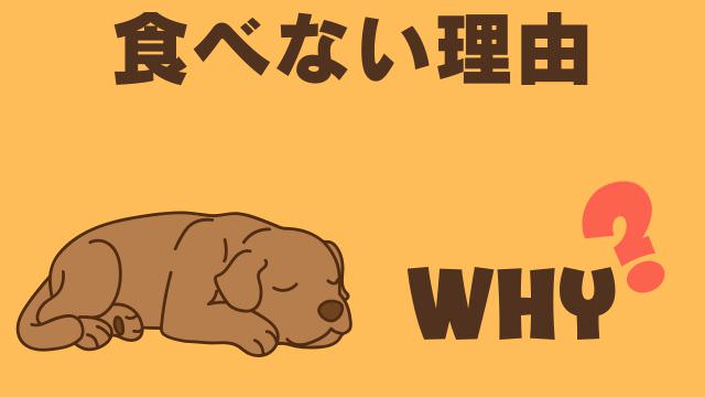 老犬が食欲がない