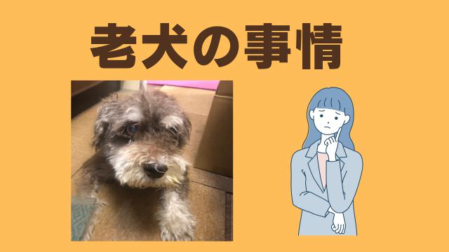 老犬が食欲がない