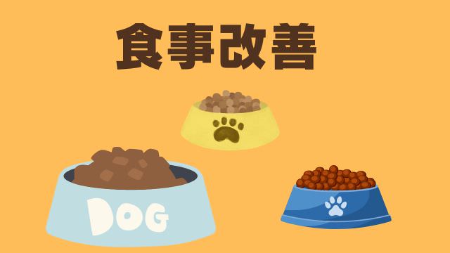 老犬が食欲がない