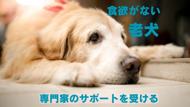 老犬が食欲がない