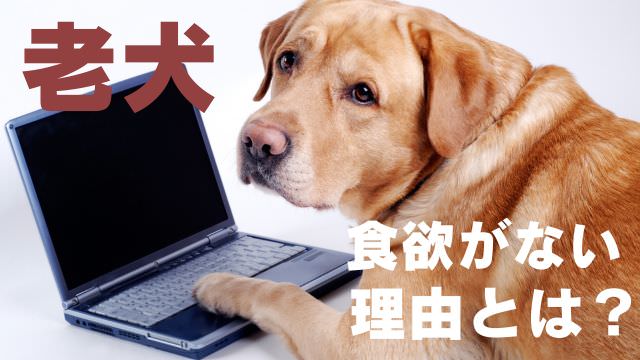 老犬が食欲がない