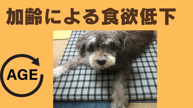 老犬が食欲がない