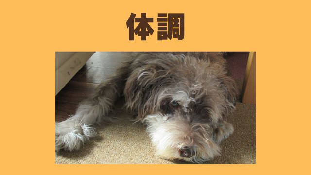 老犬が食欲がない